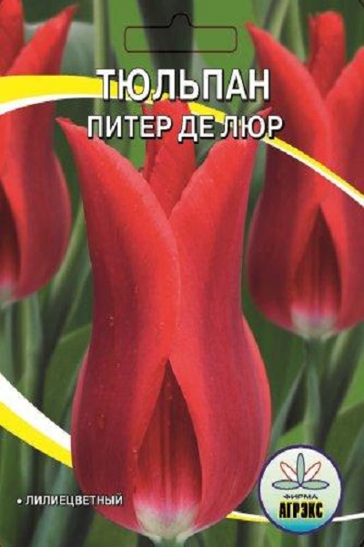 Луковица тюльпанов спб. Тюльпан Питер де Люр. Тюльпан лилиецветный Питер де лёр. Тюльпан Питер де Лер фото и описание.