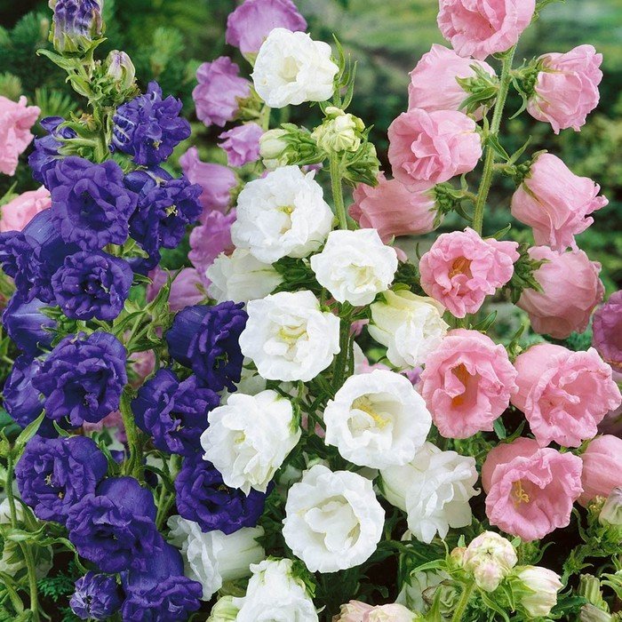 Цветы купить для сада в челябинске заказ цветов с доставкой в подольске недорого