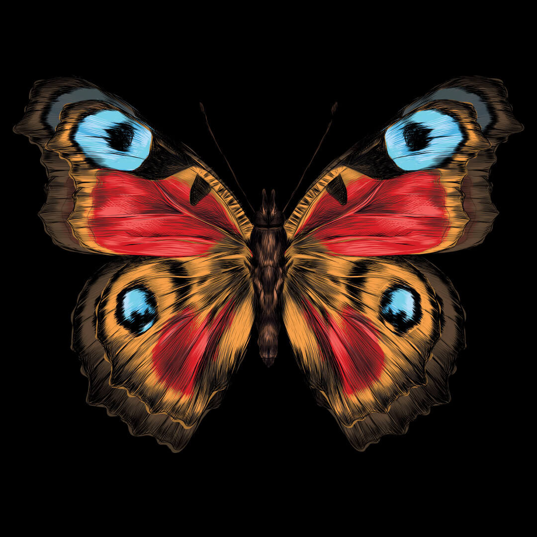 бабочка павлиний глаз рисунок