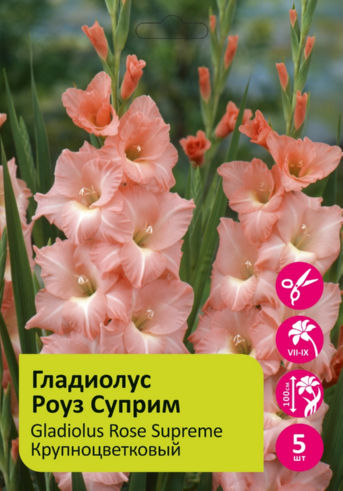 Гладиолус Роуз Суприм 5шт купить в 