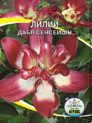 Лилия Double Sensation (R. De Ree)