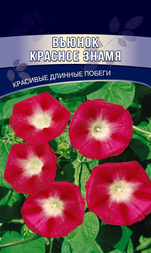 Вьюнок красное Знамя. Вьюнок красный. Вьюнок красный флаг. Вьюнок красное Знамя фото.