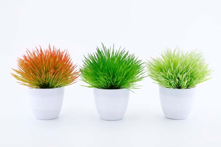 Колеус петуния алиссум. Немезиявербена алисум. Вербена и колеус. Кашпо микс. Хлорофитум лобелией.